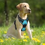 best no pull dog harnesses