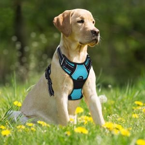 barkbay no-pull dog harnesses