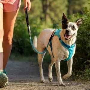 Types of Dog harness back clip