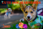 cute dog harnesses