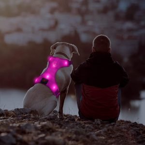 Cute Dog Harnesses