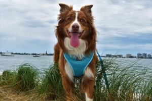 EcoBark Classic Dog Harness Soft Gentle No Pull & No Choke