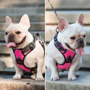 poypet no pull dog harness