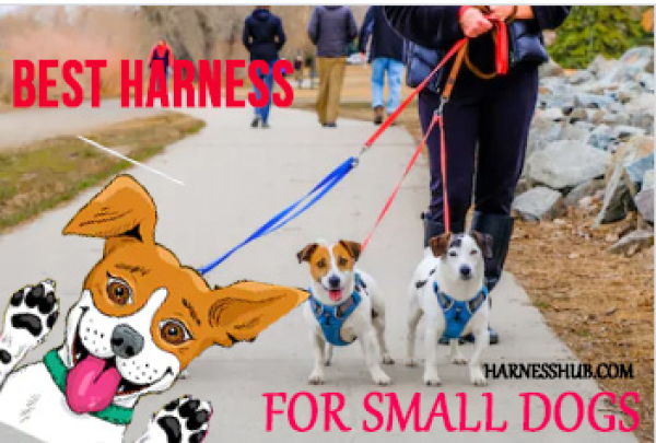 small dog harnesses blog pic