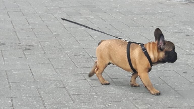 small dog