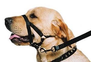 Different Types of Dog harness head Halter
