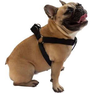 different Types of Dog harness step in 