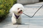Best harness for small dogs