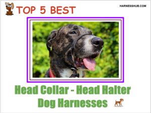 Top 5 Best Head Halter Head Collar Dog Harnesses