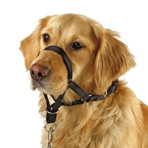 Barkless head collar dog harnesses