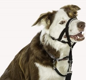 HALTI head halter dog harness