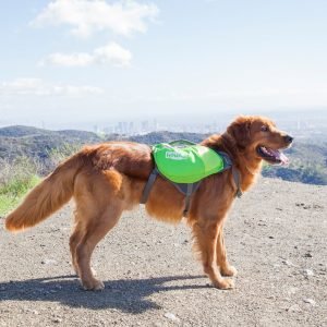 dog wearing outward hound daypak backpack harness