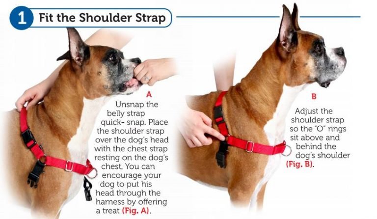 how to attach an easy walk harness diagram