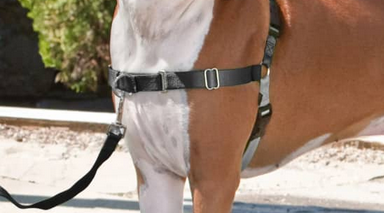 PetSafe easy walk harness closeup