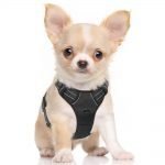 RABBITGOO DOG HARNESS