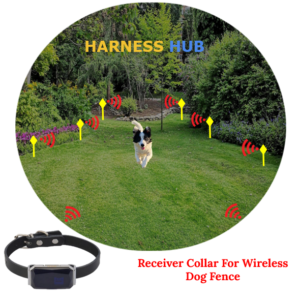 Wireless Dog Fence: A Complete Guide