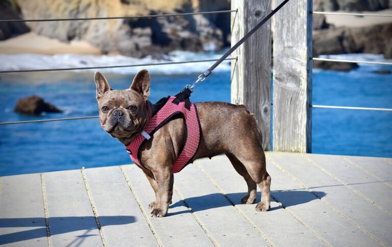 small dog wearing step-in types of dog harnesses