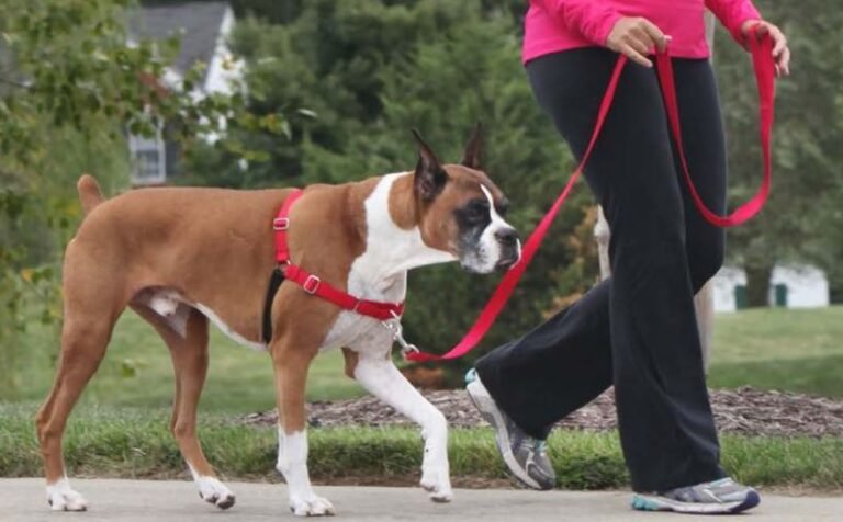 dog with a front clip types of dog harnesses