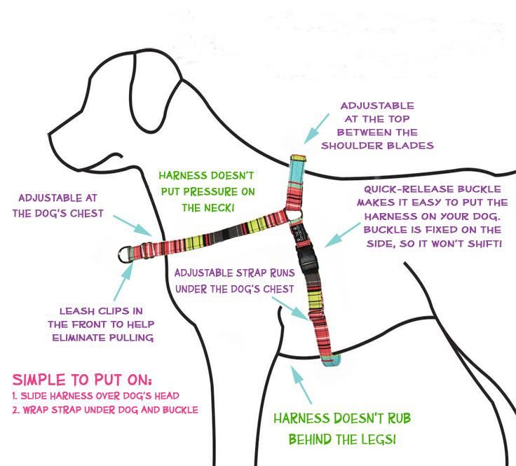 front clip harness diagram
