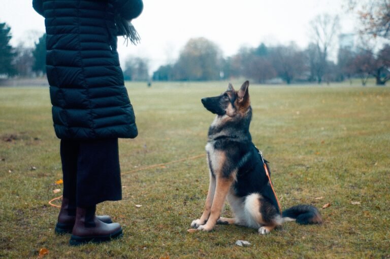 person training dog