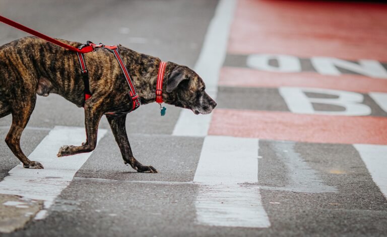 dog wearing back-clip types of dog harnesses